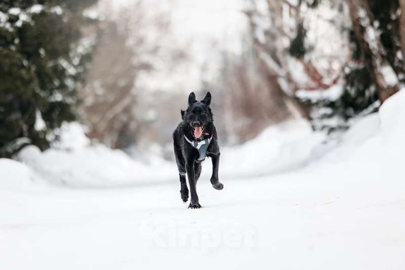 Собаки в Москве: Высокий бородатик Брэд в добрые руки Мальчик, 1 руб. - фото 8