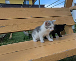 Кошки в Казани: Котенок в добрые руки Мальчик, Бесплатно - фото 2