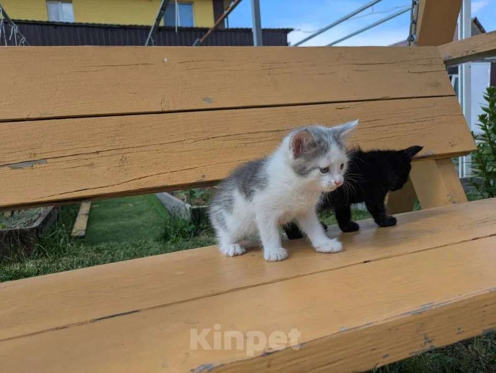Кошки в Казани: Котенок в добрые руки Мальчик, Бесплатно - фото 2