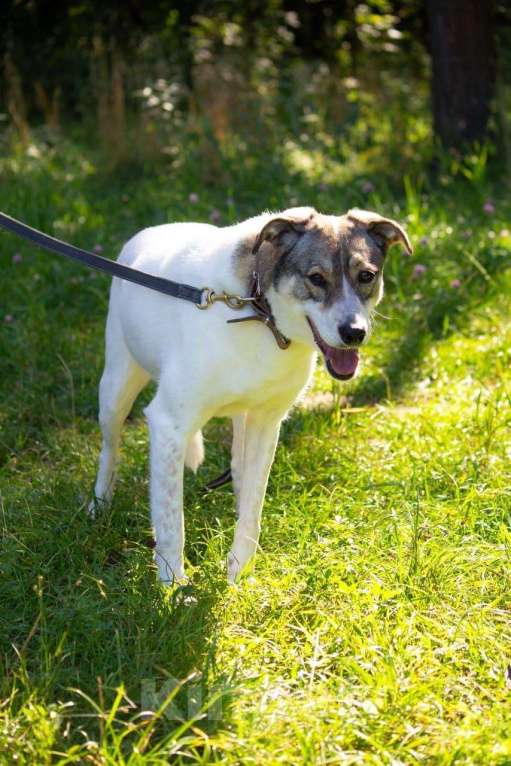 Собаки в Москве: Анита Девочка, Бесплатно - фото 3