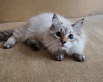 Кошки в Москве: Котенок Крупный) Мальчик, 55 000 руб. - фото 9