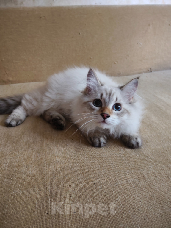 Кошки в Москве: Котенок Крупный) Мальчик, 55 000 руб. - фото 9