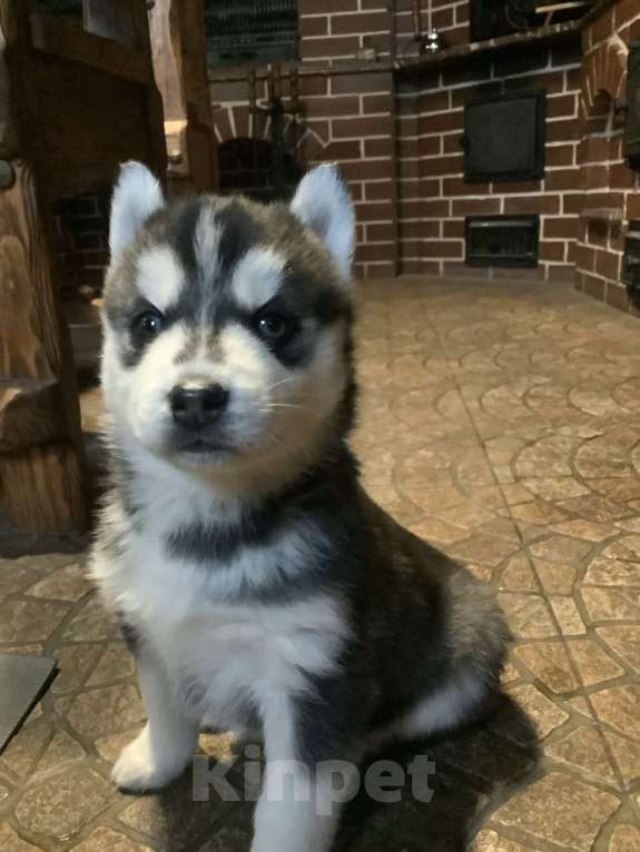 Собаки в Чехове: Девочка 1 Девочка, 15 000 руб. - фото 2