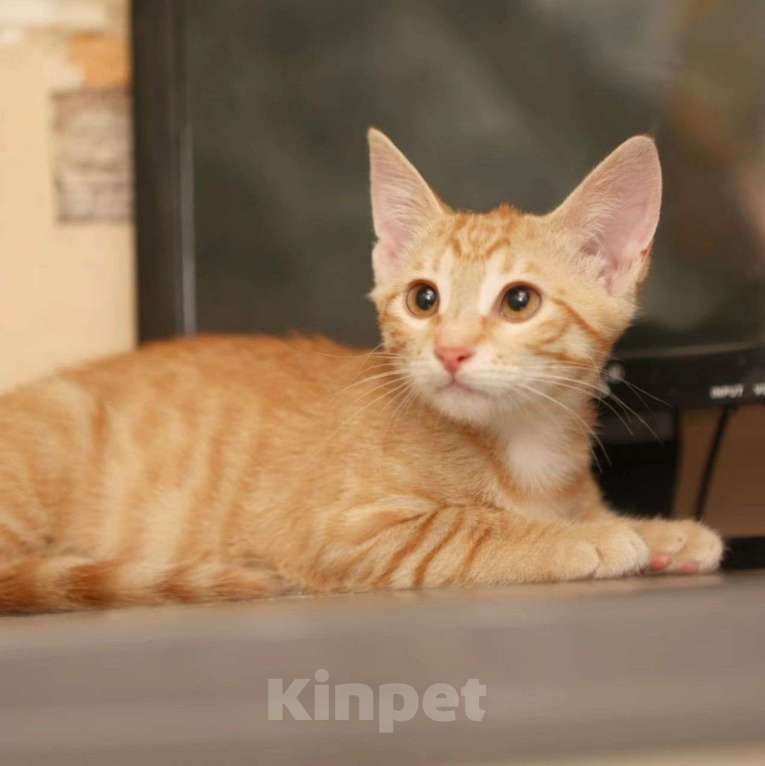 Кошки в Москве: Передержка уезжает 🆘️ Боне срочно нужен дом Девочка, Бесплатно - фото 3