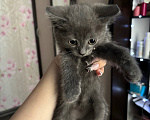 Кошки в Новосибирске: продам прямоухого шотландского котенка Мальчик, 1 000 руб. - фото 1