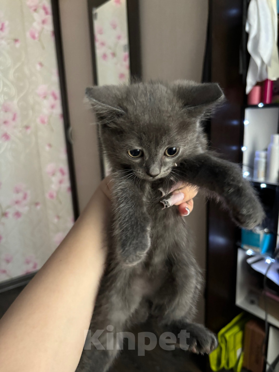 Кошки в Новосибирске: продам прямоухого шотландского котенка Мальчик, 1 000 руб. - фото 1