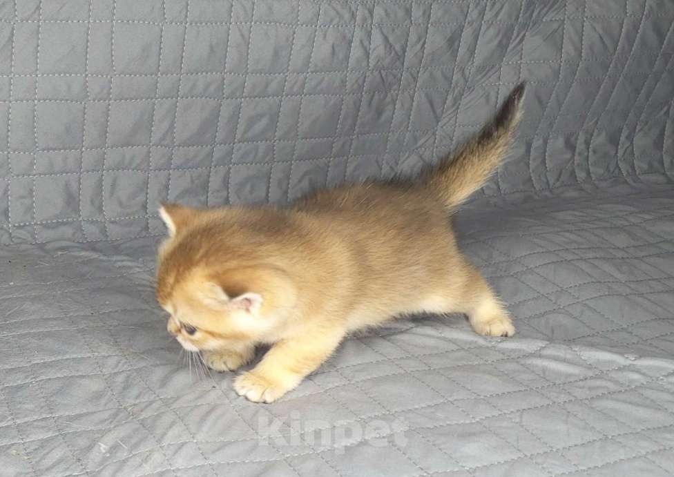 Кошки в Москве: Шотландские вислоухие котята Девочка, 70 000 руб. - фото 5