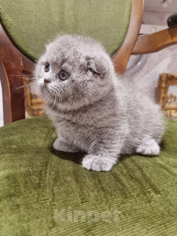 Кошки в Москве: Голубая плюшевая  Девочка, 20 000 руб. - фото 1