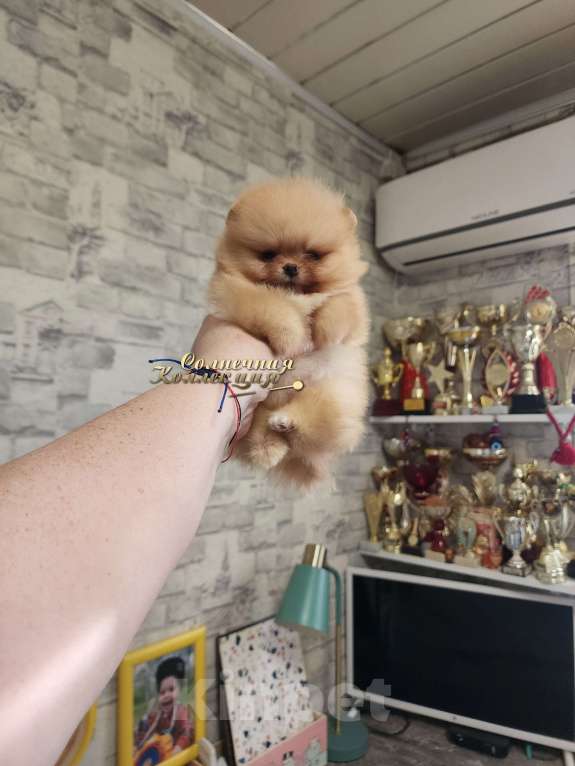 Собаки в Москве: Мини мальчик крошка на ладошку померанский шпиц Мальчик, Бесплатно - фото 1