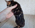 Кошки в Москве: Клубные бенгальские котята Девочка, 60 000 руб. - фото 2