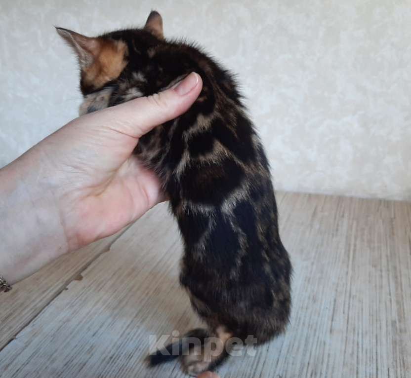 Кошки в Москве: Клубные бенгальские котята Девочка, 60 000 руб. - фото 2