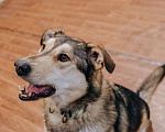 Собаки в Бронницах: Нежнющий Купер Мальчик, Бесплатно - фото 15