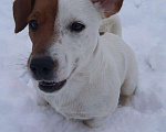 Собаки в Королеве: Вязка Джек Рассел, 330 руб. - фото 4