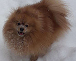 Собаки в Якутске: Вязка, Шпиц, 1 руб. - фото 3