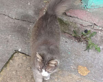 Кошки в Ливны: Пушистая, ласковая красавица ищет дом, Бесплатно - фото 4