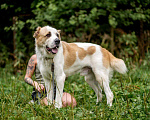 Собаки в Видном: Сафир ждет семью Мальчик, Бесплатно - фото 6
