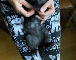 Кошки в Москве: Компанейский игрун Бумер, черный котенок ищет семью Мальчик, Бесплатно - фото 4