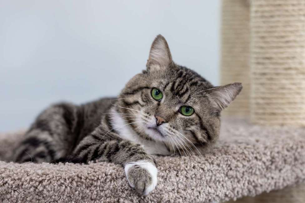 Кошки в Москве: Кот Сатурн в добрые руки Мальчик, Бесплатно - фото 5