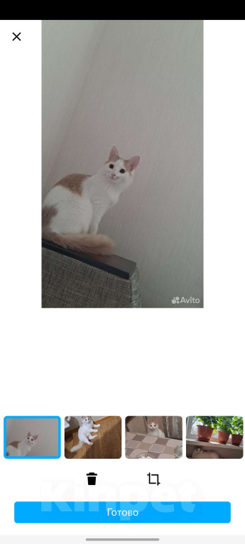 Кошки в Казани: Отдам в добрые руки Девочка, 1 руб. - фото 4