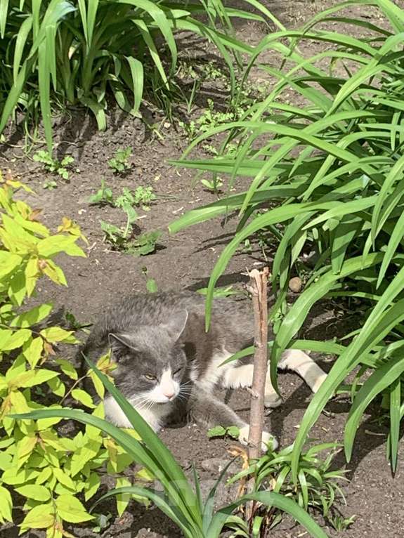 Кошки в Тюмени: серый кот в добрые руки Мальчик, Бесплатно - фото 6