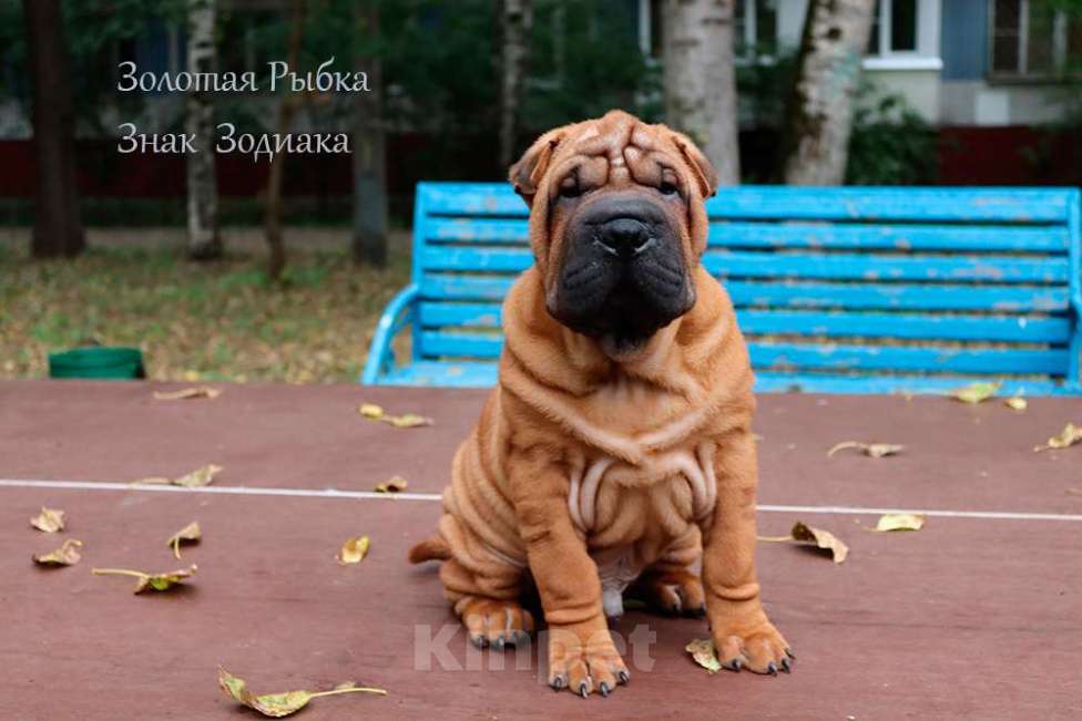 Собаки в Москве: Щенок шар-пея мальчик по кличке Знак Зодиака Мальчик, 50 000 руб. - фото 2
