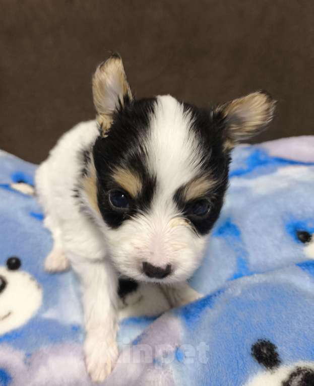 Собаки в Ельце: Папийон мальчик триколор Мальчик, 45 000 руб. - фото 2