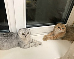 Кошки в Челябинске: шотландский вислоухий мальчик Мальчик, 15 000 руб. - фото 3