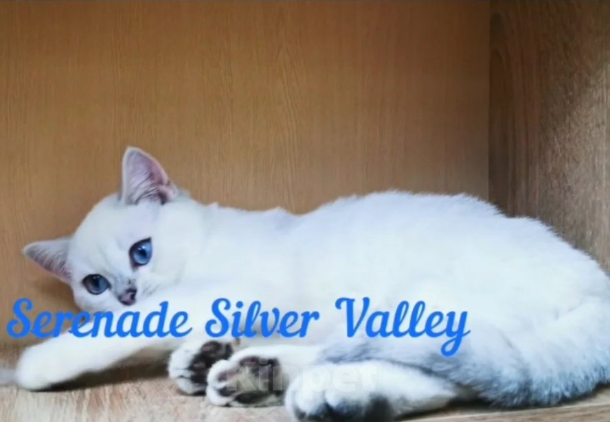 Кошки в Бугульме: Котик Океан Мальчик, 30 000 руб. - фото 3