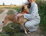 Собаки в Москве: Метис боксера в добрые руки  Девочка, Бесплатно - фото 3