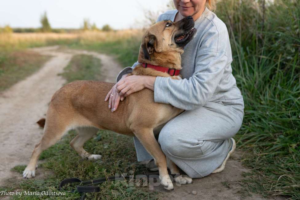 Собаки в Москве: Метис боксера в добрые руки  Девочка, Бесплатно - фото 3