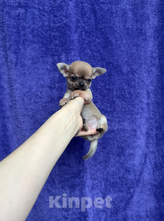 Собаки в Москве: Красотка Девочка, 30 000 руб. - фото 1