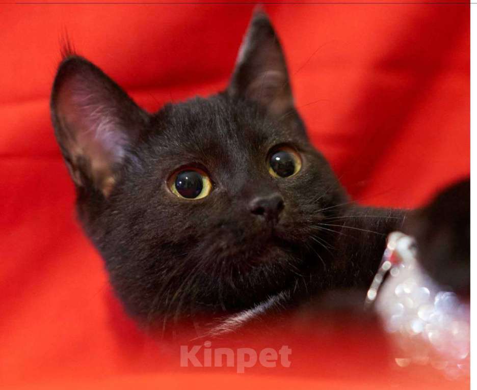 Кошки в Москве: Самый робкий котенок ищет дом Мальчик, Бесплатно - фото 3