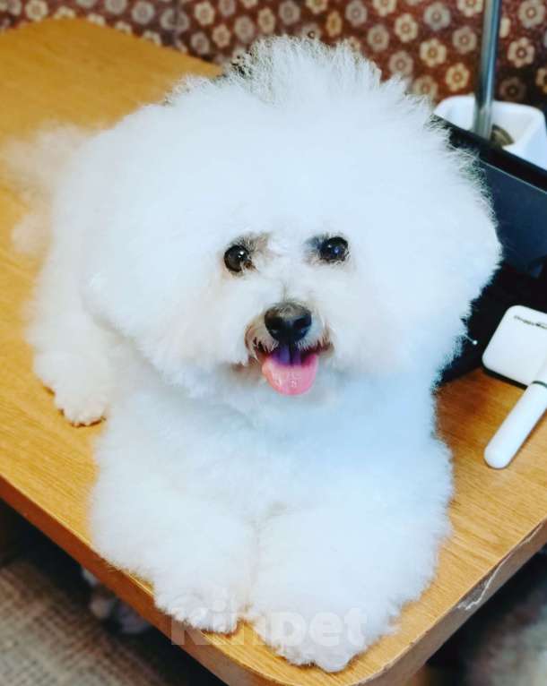 Собаки в Казани: Очаровательный бишон Мальчик, Бесплатно - фото 5