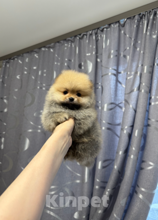 Собаки в Москве: Мальчик Мальчик, 30 000 руб. - фото 1