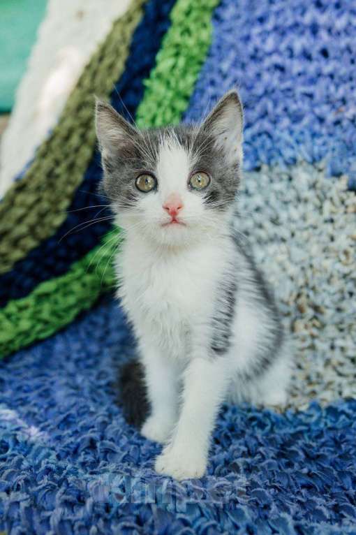 Кошки в Магнитогорске: Две красивые и ласковые сестрички ищут дом!  Девочка, Бесплатно - фото 2