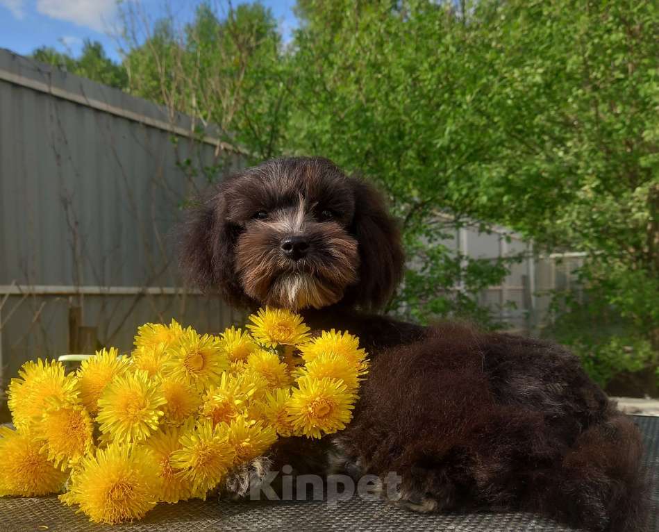 Собаки в Москве: мальтипу подрощенный мальчик Мальчик, 80 000 руб. - фото 9