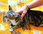 Кошки в Москве: Мраморный котенок Малена в добрые руки Девочка, Бесплатно - фото 5