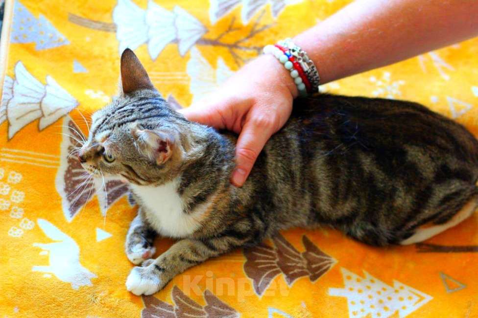 Кошки в Москве: Мраморный котенок Малена в добрые руки Девочка, Бесплатно - фото 5