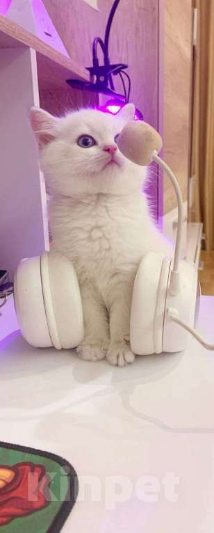 Кошки в Краснодаре: Котенок колорное золото ny 11 33 Мальчик, 20 000 руб. - фото 2