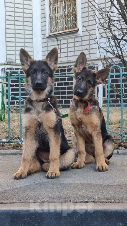 Собаки в Балашихе: Немецкая овчарка Девочка, Бесплатно - фото 1