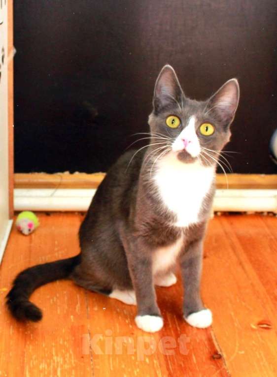 Кошки в Калуге: Тильда, кошка оптимистка в добрые руки. Девочка, Бесплатно - фото 9