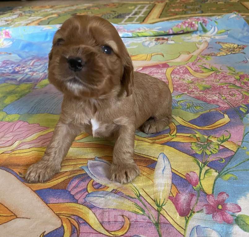 Собаки в Барнауле: Продам щенка Девочка, 20 000 руб. - фото 1