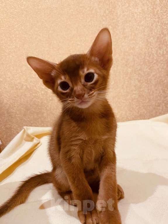 Кошки в Сочи: Абиссинский котик  Мальчик, 60 000 руб. - фото 4