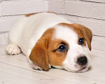 Собаки в Санкт-Петербурге: Джек Рассел Терьер Девочка, 45 000 руб. - фото 2