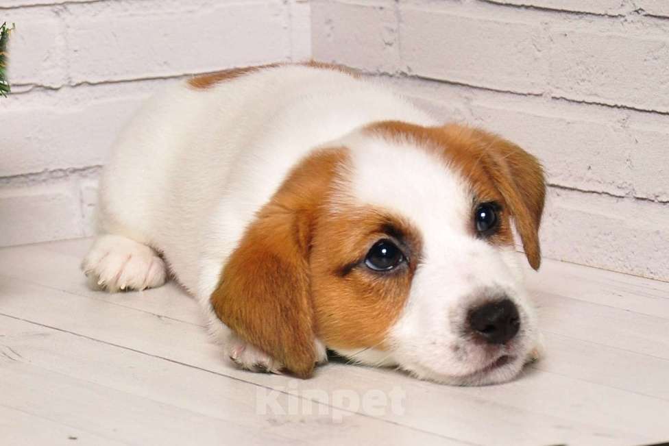 Собаки в Санкт-Петербурге: Джек Рассел Терьер Девочка, 45 000 руб. - фото 2