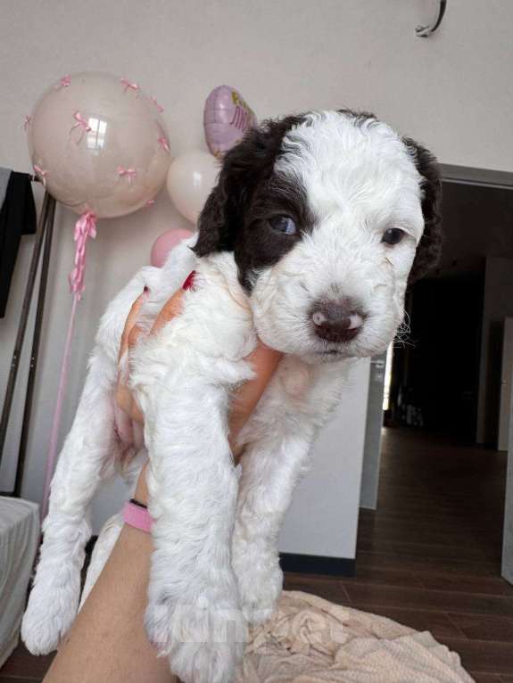 Собаки в других городах Владимирской области: Молочная Милки😍 🐕 Щенок испанской водяной собаки 🐕✨ Девочка, Бесплатно - фото 1