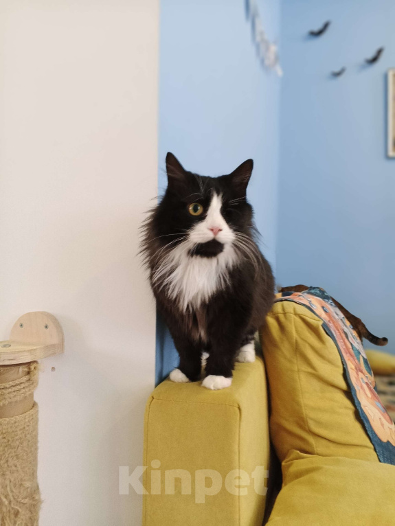 Кошки в Тамбове: Особенная Агата Девочка, Бесплатно - фото 3