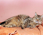 Кошки в Калуге: Мурзик Мурчалкин, сто полосок и розовый носик.  Кот в добрые руки. Мальчик, Бесплатно - фото 4