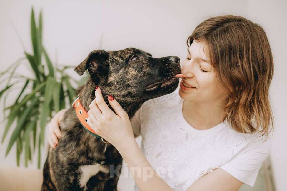 Собаки в Москве: Молодая девочка метис породы алано эспаньол ищет дом Девочка, 1 руб. - фото 3