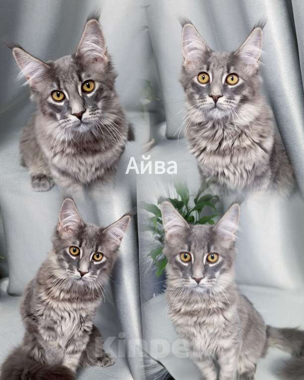 Кошки в Норильске: Девчули красотули Девочка, 20 000 руб. - фото 2